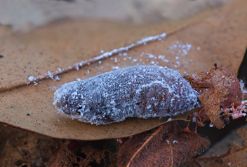 Long-tailed Skipper chrysalis